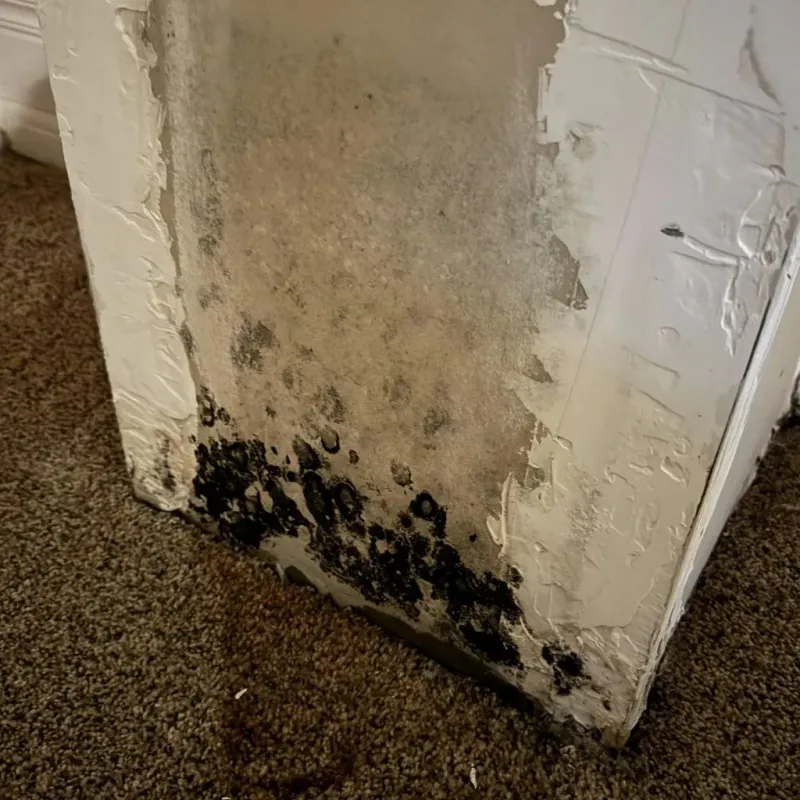 Professional Mold Removal in City of Lynchburg, VA
